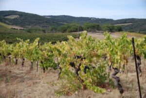 preixan-viticulture